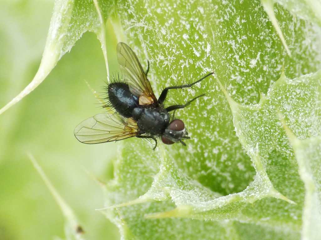 Mosca nera: possibile una Dufouria sp. (Tachinidae)